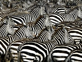 Zebry stepní v Masai Mara v Africe. Jejich velké stádo je dalí ukázkou, jak...