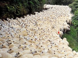 Moe ovcí zaplnit jednu z venkovských cest na Novém Zélandu kam a oko...
