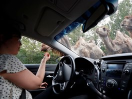 Návtvníci safari parku v maarském mst Szada obdivují cirkusová zvíata z...