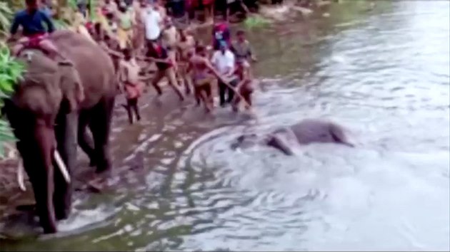 Lid vytahuj z vody mrtvou bez slonici, kter uhynula po pozen ovoce naplnnho petardou. (27. kvtna 2020)
