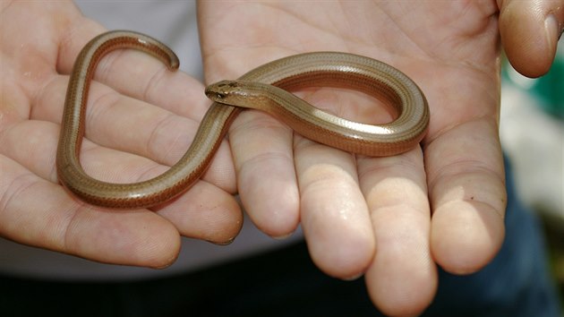 Slep�� k�ehk� m� na kost�e znateln� zakrn�l� kon�etiny a na rozd�l od hada um� mrkat.