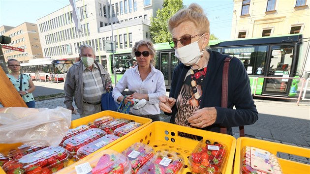 Jahodov sezona je v plnm proudu, lid maj o erven plody zjem, jak ukazuje snmek z st nad Labem. (2. ervna 2020)