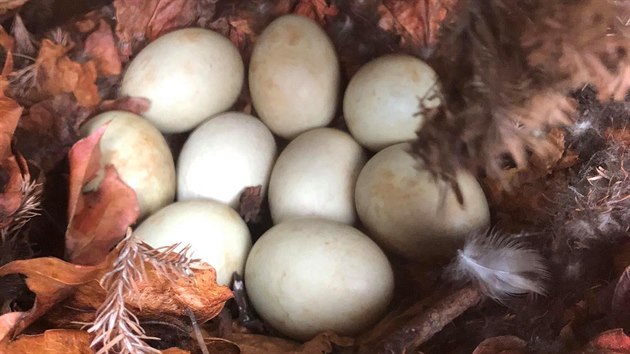 Původně měla kachna v hnízdě devět vajíček. Podezíráme straku, že jí několik ukradla.