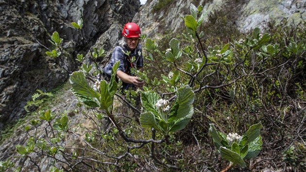Botanici a geologov zkoumali ertovu zahrdku na bo Studnin hory, kter pat mezi nejcennj krkonosk botanick lokality. Do skalnat rokle se dostali jen za pouit horolezeck vbavy.