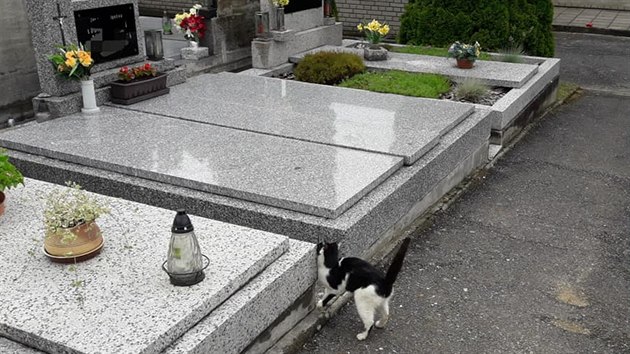 Hasiči v Horažďovicích zachraňovali kočku, která uvázla v hrobu. (7. června 2020)