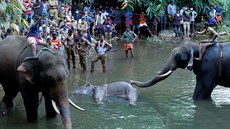 Lidé vytahují z vody mrtvou bezí slonici, která uhynula po pození ovoce...