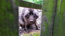 Jsem v�e�ravec a vá�ím 80 kilogram�. Chcete m�?