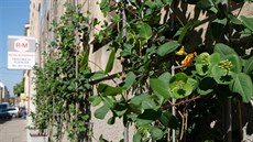 Porostlé st�ny dom� ve Vídni