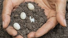 V b�eznu se je�t�rky pá�í, na konci �ervna kladou bílá ko�ovitá vají�ka. Z t�ch...