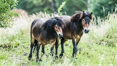 Pro exmoorské poníky vybudovali ochránci pírody na hradecké Placht asi...