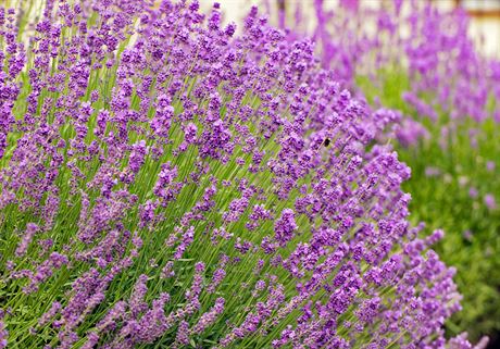 Levandule lékaská (úzkolistá) (Lavandula angustifolia)