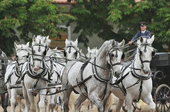 Nrodn hebn v Kladrubech nad Labem byl zaloen csaem Rudolfem II. v roce...