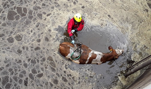 Hasii zachraovali krávu, která v Kamenice na Jihlavsku spadla do jímky....