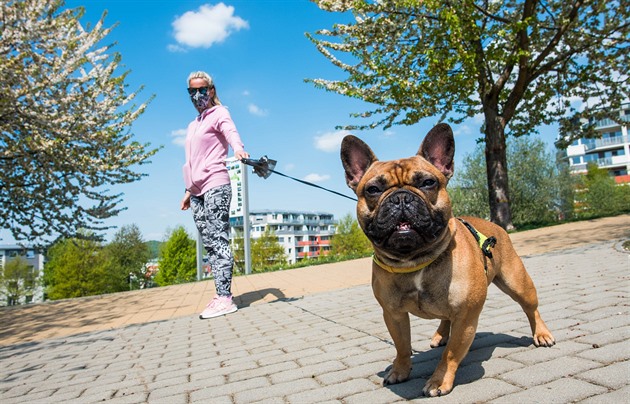 Praha řeší přes tři tisíce psích přestupků ročně, chybí registr