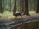K��enec vlka a psa se pohyboval na p�elomu let 2016 a 2017 u Rumburka na...