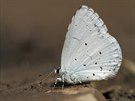 Modrásek kruinový je hojný a iroce rozíený motýl, který se ale vtinou...