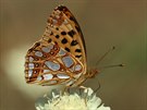 Perleovec malý je hojný a iroce rozíený motýl. Patí mezi první nezimující...