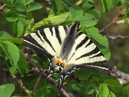 Aplikace iNaturalist podle fotografie sama nabízí urení pozorovaného druhu a...