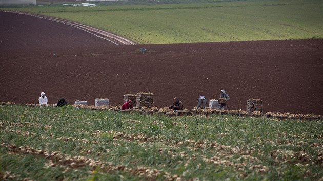 Palestint zemdlci sklzej cibuli na Zpadnm behu Jordnu. (10. nora 2020)