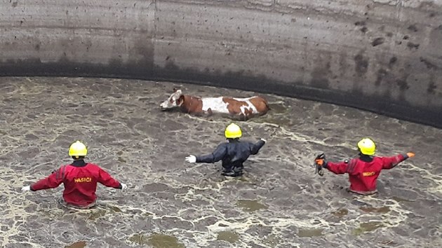 Hasiči zachraňovali krávu, která v Kameničce na Jihlavsku spadla do jímky. Náročný zásah jim trval čtyři hodiny, pomohl až jeřáb a speciální klec.