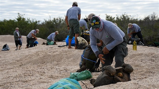 „Patnáct želv z Espaňoly včetně Diega se vrací domů po desítkách let rozmnožování v zajetí, kterým zachránili svůj druh před vymřením. Jejich ostrov je přijímá s otevřenou náručí,“ uvedl na twitteru ekvádorský ministr životního prostředí. (16. června 2020)