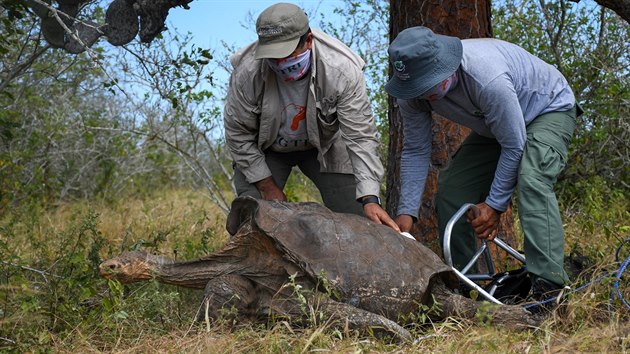 Ekvádorští ochránci v pondělí vypustili patnáct samců želv sloních po desetiletích páření zpět do volné přírody. (16. června 2020)