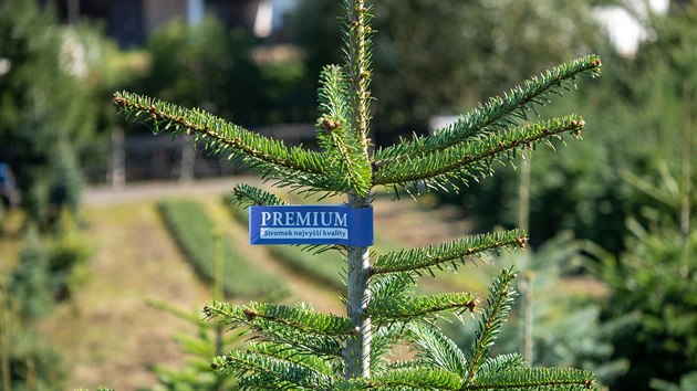 Plantáž vánočních stromků, Střítež nad Bečvou, okres Vsetín