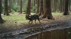 Kíenec vlka a psa se pohyboval na pelomu let 2016 a 2017 u Rumburka na...