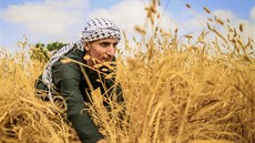 Palestinský farmá sklízí penici ve mst Chán Júnis v jiním pásmu Gazy. (1....