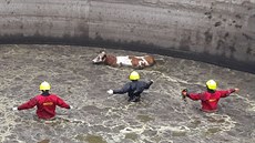 Hasii zachraovali krávu, která v Kamenice na Jihlavsku spadla do jímky....