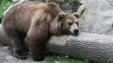 Zoo Děčín - Medvěd Kamčatský