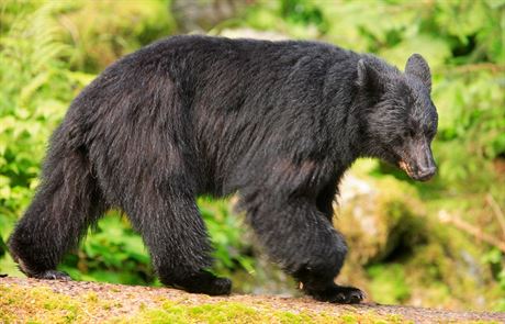 Medvd baribal, zvaný také medvd erný, je stedn velký druh medvda, který...