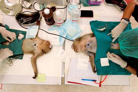 Pemnoeným makakm z thajského msta Lopburi provádjí místní veterinái...