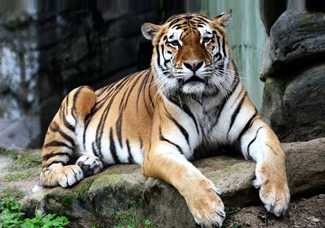 Tygr ussurijský v Zoologické zahrad Olomouc