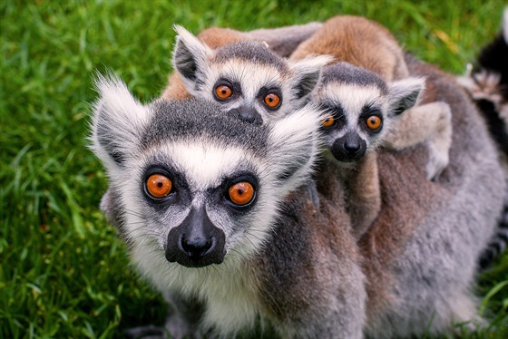 Zoopark Zájezd kousek od Prahy