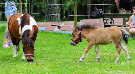 Klisna Fany (matka) a Sofie (hříbě) plemene American Miniature Horse, Koně jsou...