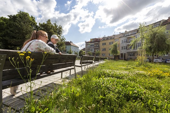 Město Prostějov nechává na několika místech růst přírodní louky s vyšší trávou,...