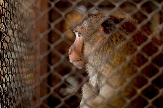 Mučení ve jménu vědy? Na Harvardu zašili kvůli výzkumu opičkám na rok oči