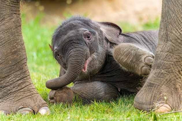 Uhynulo nejmladší slůně pražské zoo, Amalee podlehla slonímu herpesu