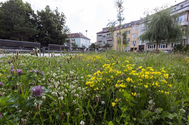 Město Prostějov nechává na několika místech růst přírodní louky s vyšší trávou,...