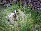 Stdo dvaceti ovc vypustily Lzesk lesy Karlovy Vary do ovocnho sadu se...