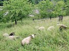 Stdo dvaceti ovc vypustily Lzesk lesy Karlovy Vary do ovocnho sadu se...