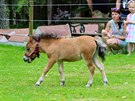 Klisna Fany (matka) a Sofie (hb) plemene American Miniature Horse, Kon jsou...