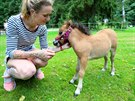 Daniela Jnsk, oetovatelka a Sofie (hb) plemene American Miniature Horse...