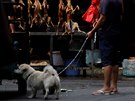 V ín v pondlí zaal nechvaln proslulý festival psího masa, který v...