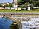 Rozvodnn eka Male na Malm jezu v eskch Budjovicch (22. ervna 2020)