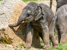 Dcera slonice Tamary prozkoum�v� venkovn� v�b�h.