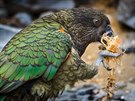 Snmek dosplho papouka nestor kea, zlnsk zoo je chov od roku 2004.