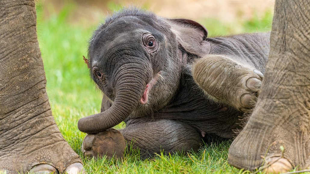 V pražské zoo uhynula slonice Amalee.