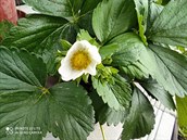 Fotografie po��zen� smartphonem Xiaomi Mi Note 10 Lite